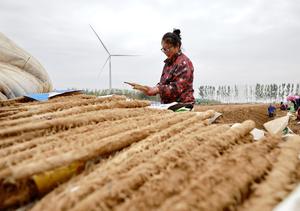 china-hebei-tangshan-agricultura-especializada-101002026102775000196