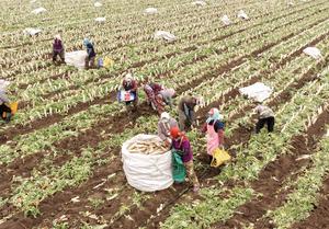 china-hebei-tangshan-agricultura-especializada-101002026102775000202
