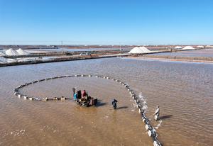 china-hebei-tangshan-sal-cosecha-101002026102875000256