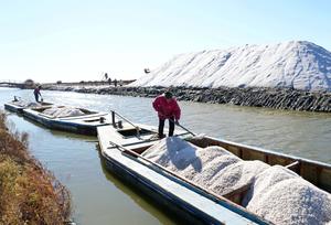china-hebei-tangshan-sal-cosecha-101002026102875000258