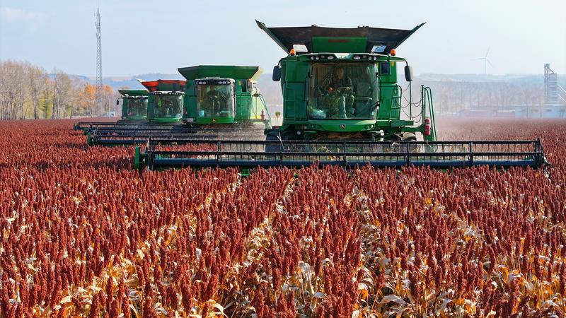 china-heilongjiang-cultivos-cosecha-101002026101375000151