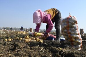 china-heilongjiang-cultivos-cosecha-101002026101375000162