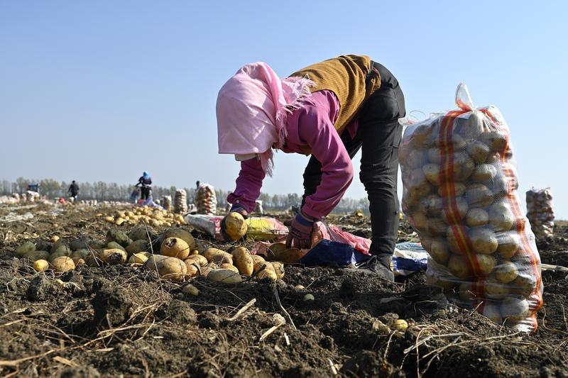 china-heilongjiang-cultivos-cosecha-101002026101375000162
