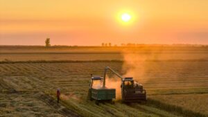 china-heilongjiang-cultivos-cosecha-101002026101375000166