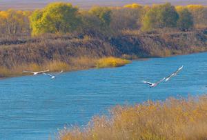 china-heilongjiang-fujin-aves-migratorias-101002026101775000061