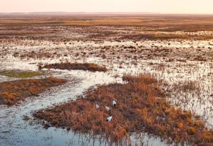 china-heilongjiang-fujin-aves-migratorias-101002026101775000062