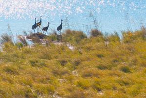 china-heilongjiang-fujin-aves-migratorias-101002026101775000064