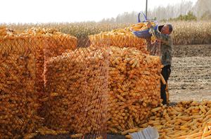 china-heilongjiang-otono-cosecha-101002026101575000152