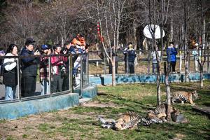 china-heilongjiang-parques-de-tigres-conservacion--101002026101775000088