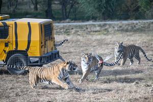 china-heilongjiang-parques-de-tigres-conservacion--101002026101775000089