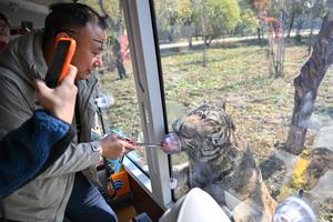 china-heilongjiang-parques-de-tigres-conservacion--101002026101775000090