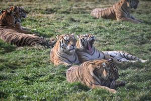 china-heilongjiang-parques-de-tigres-conservacion--101002026101775000091