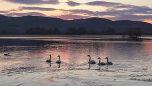 china-heilongjiang-rio-ganhe-cisnes-101002026102075000325