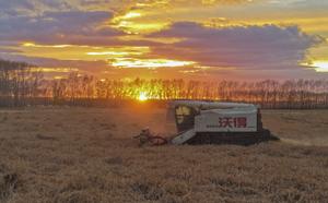 china-heilongjiang-temporada-de-cosecha-101002026101675000198