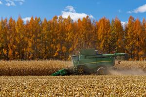 china-heilongjiang-temporada-de-cosecha-101002026101675000203