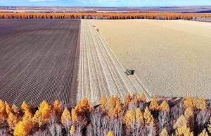 china-heilongjiang-temporada-de-cosecha-101002026101675000220