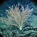 CHINA-JIAOLONG-INVESTIGACION CIENTIFICA DE AGUAS PROFUNDAS (2/5)