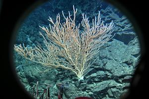 china-jiaolong-investigacion-cientifica-de-aguas-p-101002026101975000151