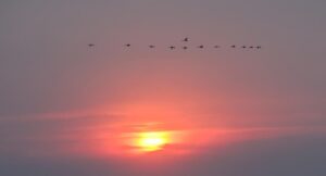 china-mongolia-interior-liga-de-hinggan-aves-migra-101002026101375000178