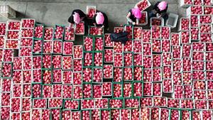 china-ningxia-zhongwei-manzanas-cosecha-101002026101975000173