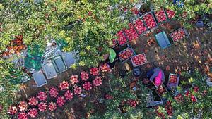 china-ningxia-zhongwei-manzanas-cosecha-101002026101975000179