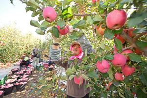 china-ningxia-zhongwei-manzanas-cosecha-101002026101975000184