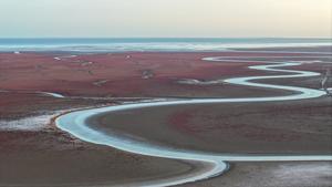 china-shandong-delta-del-rio-amarillo-aves-migrato-101002026102775000382