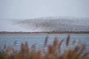 china-shandong-delta-del-rio-amarillo-aves-migrato-101002026102775000383