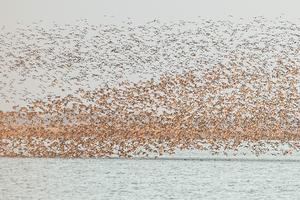 china-shandong-delta-del-rio-amarillo-aves-migrato-101002026102775000384