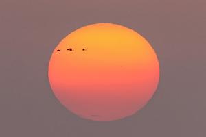 china-shandong-delta-del-rio-amarillo-aves-migrato-101002026102775000387
