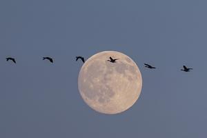 china-shandong-delta-del-rio-amarillo-aves-migrato-101002026102775000390