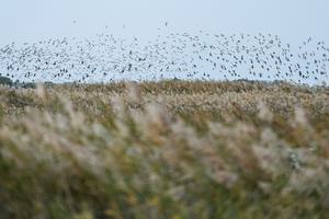 china-shandong-delta-del-rio-amarillo-aves-migrato-101002026102775000392