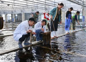 china-shandong-rongcheng-plantulas-de-algas-cultiv-101002026102075000084