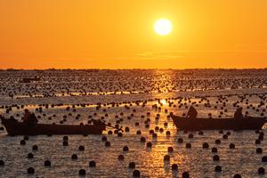 china-shandong-rongcheng-plantulas-de-algas-cultiv-101002026102075000085