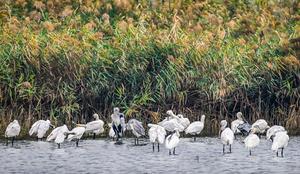 china-shanxi-yuncheng-lago-salado-aves-101002026101475000322
