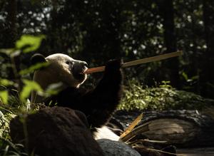 china-sichuan-panda-gigante-conservacion-101002026101875000172