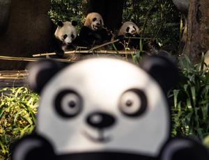 china-sichuan-panda-gigante-conservacion-101002026101875000178