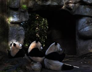 china-sichuan-panda-gigante-conservacion-101002026101875000180
