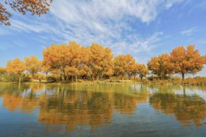 china-xinjiang-hotan-bosque-de-populus-euphratica--101002026102275000197