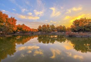 china-xinjiang-hotan-bosque-de-populus-euphratica--101002026102275000210