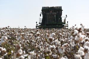china-xinjiang-tecnologia-agricultores-expertos-in-101002026101575000239
