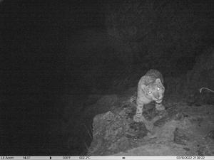 china-xizang-lhasa-leopardos-de-las-nieves-protecc-101002026102375000250