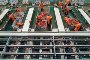 china-yunnan-zhaotong-industria-de-la-manzana-desa-101002026102075000315
