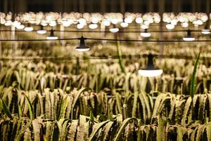 china-zhejiang-jinhua-agricultura-inteligente-parq-101002026102875000302
