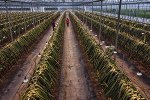 china-zhejiang-jinhua-agricultura-inteligente-parq-101002026102875000304