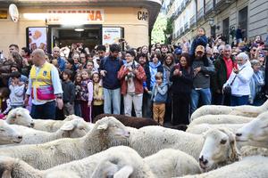 espana-madrid-fiesta-de-la-trashumancia-101002026102675000124