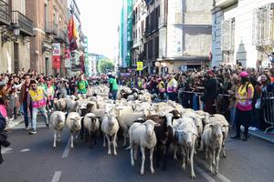 espana-madrid-fiesta-de-la-trashumancia-101002026102675000127