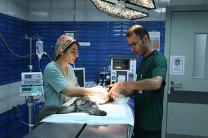 iran-teheran-primer-hospital-para-mascotas-101002026101475000129