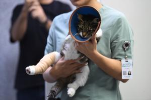 iran-teheran-primer-hospital-para-mascotas-101002026101475000133