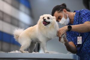iran-teheran-primer-hospital-para-mascotas-101002026101475000146